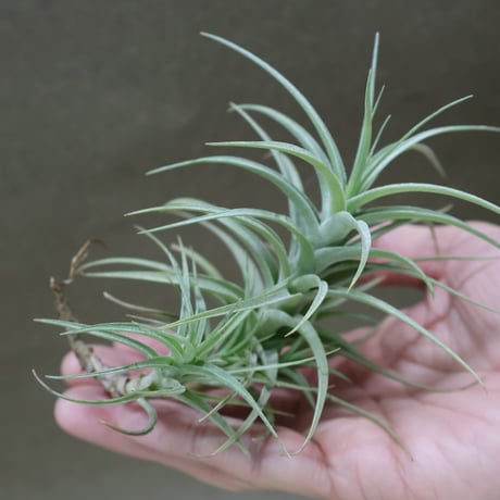 CATEGORY 品種名：A/B/C/D | air-plants TENGU-DO