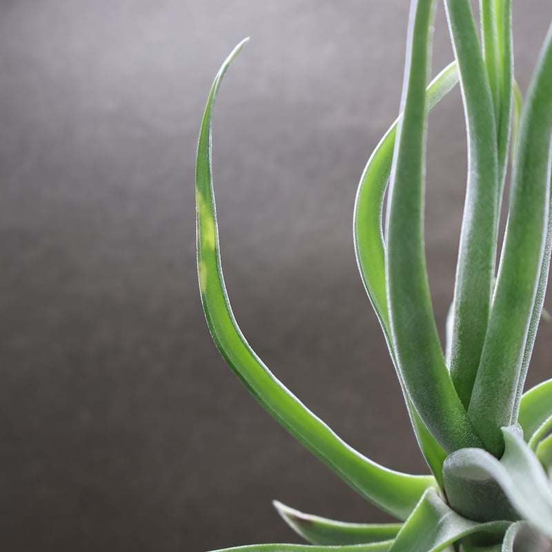 ショータイム × ストレプトフィラ Mサイズ03号 | air-plants TENGU-DO