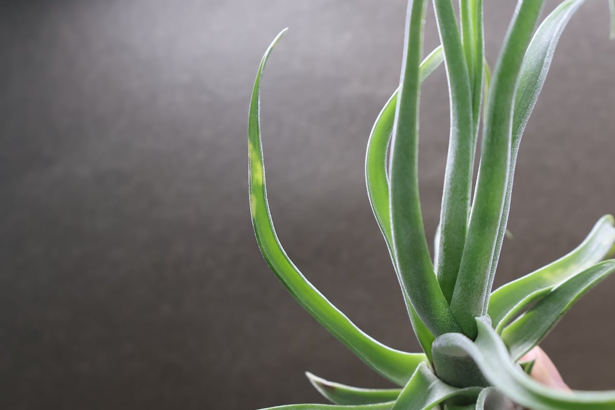 ショータイム × ストレプトフィラ Mサイズ03号 | air-plants TENGU-DO