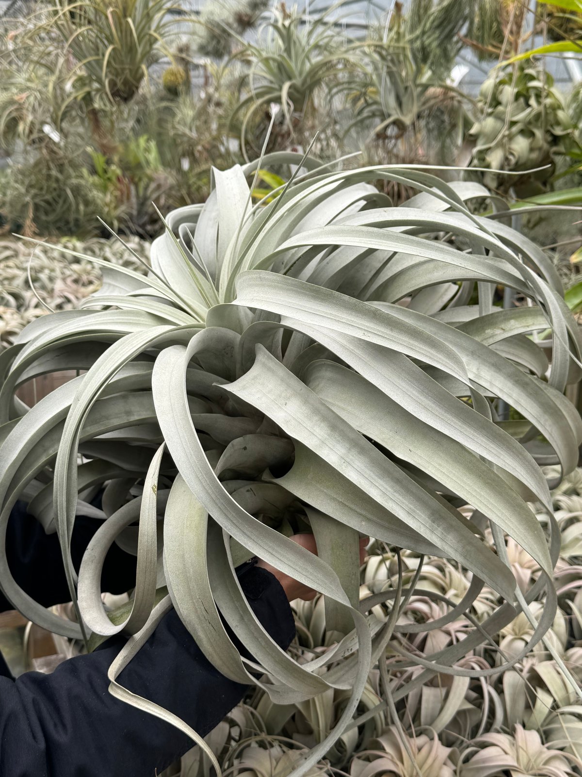 キセログラフィカ 特大2X Lサイズ 04号 | air-plants TENGU-DO キセログラフィカ 特大2X Lサイズ 04号 | air-plants TENGU-DO