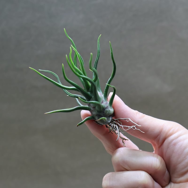 Tillandsia bulbosa tiny dancer 速達発送 Tillandsia bulbosa Tiny