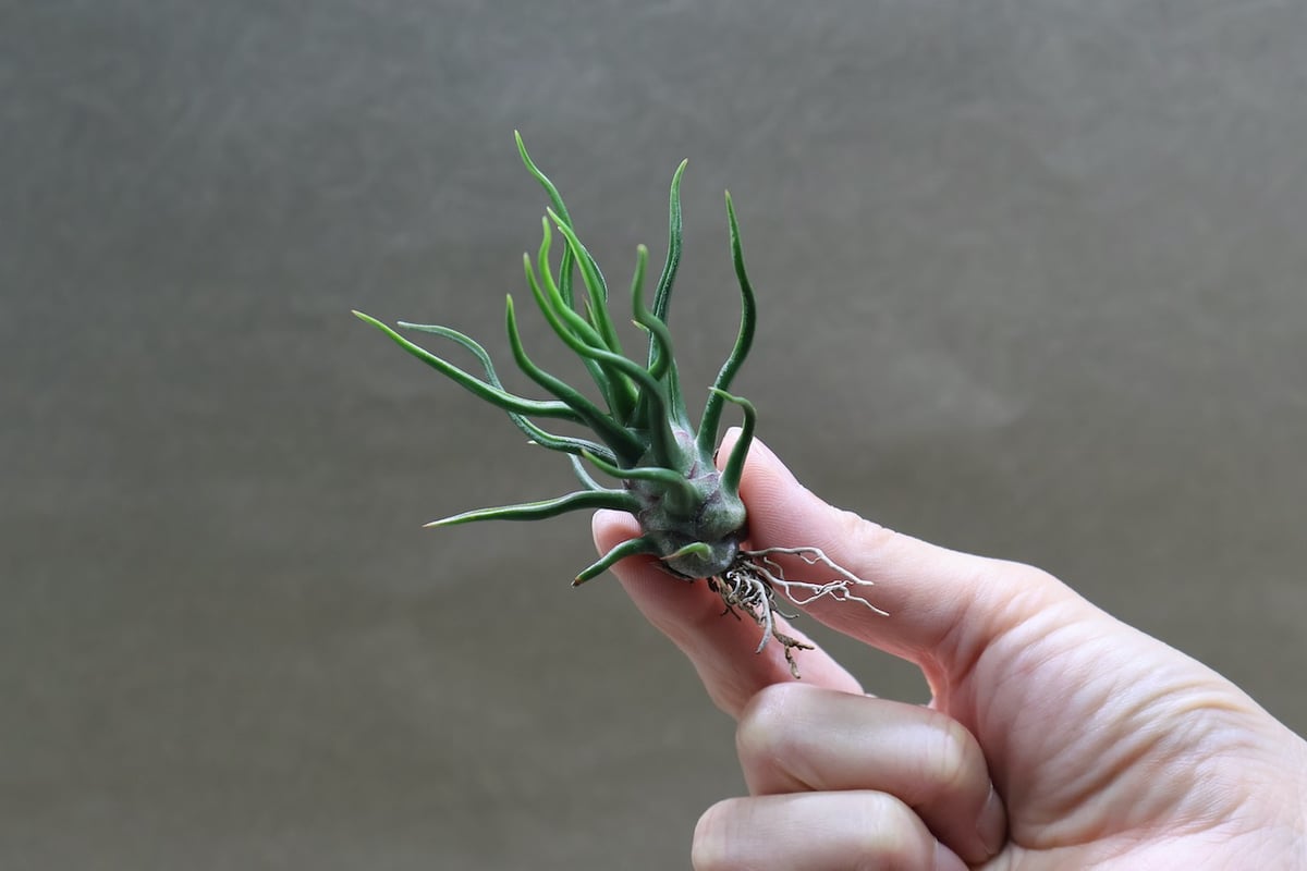 チランジア　ブルボーサ　タイニーダンサー　Bulbosa tiny dancer ブルボーサ タイニーダンサー | air-plants TENGU-DO