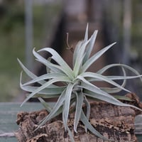 ハリシー × キセログラフィカ 01号 | air-plants TENGU-DO