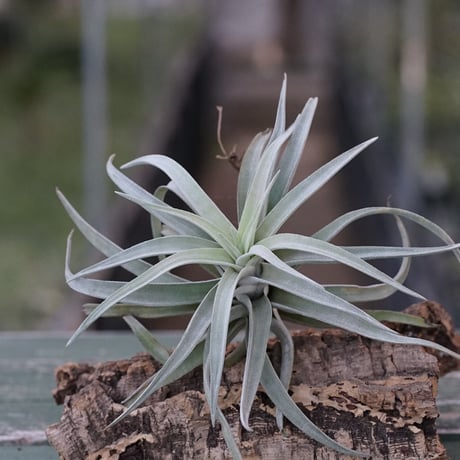 チランジア REX 大苗 チランジア REX 大苗の通販 by ノーザン