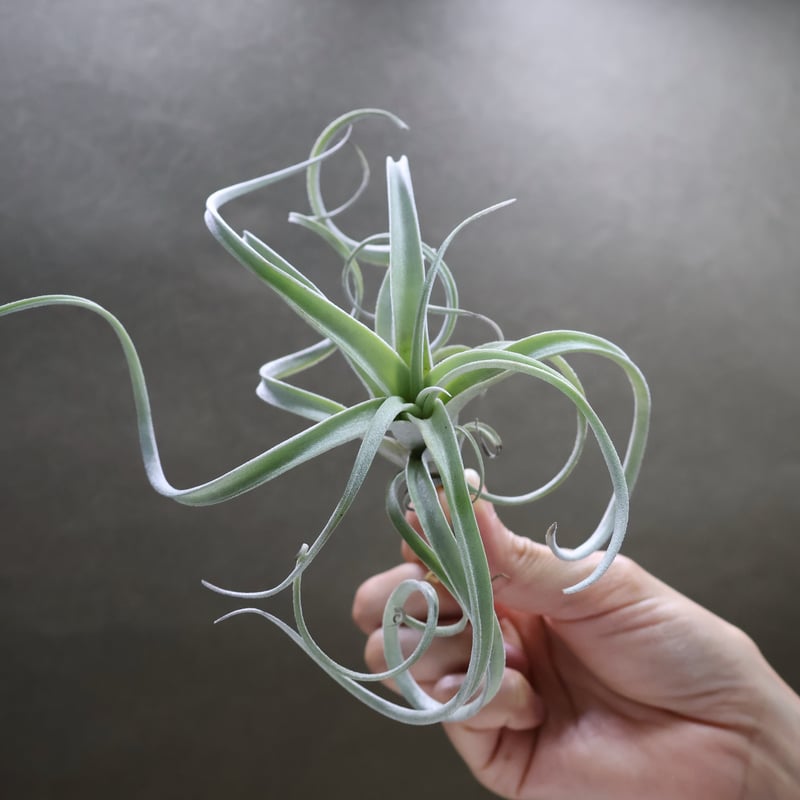 エクセルタ × チアペンシス ジャイアント 04号 | air-plants TENGU-DO