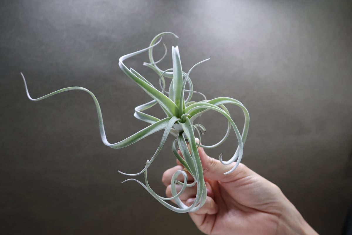 【なお】チランジア　チアペンシス　ジャイアント 植物販売兵庫県宝塚市 ㈱陽春園植物場ネット通販 【ティランジア