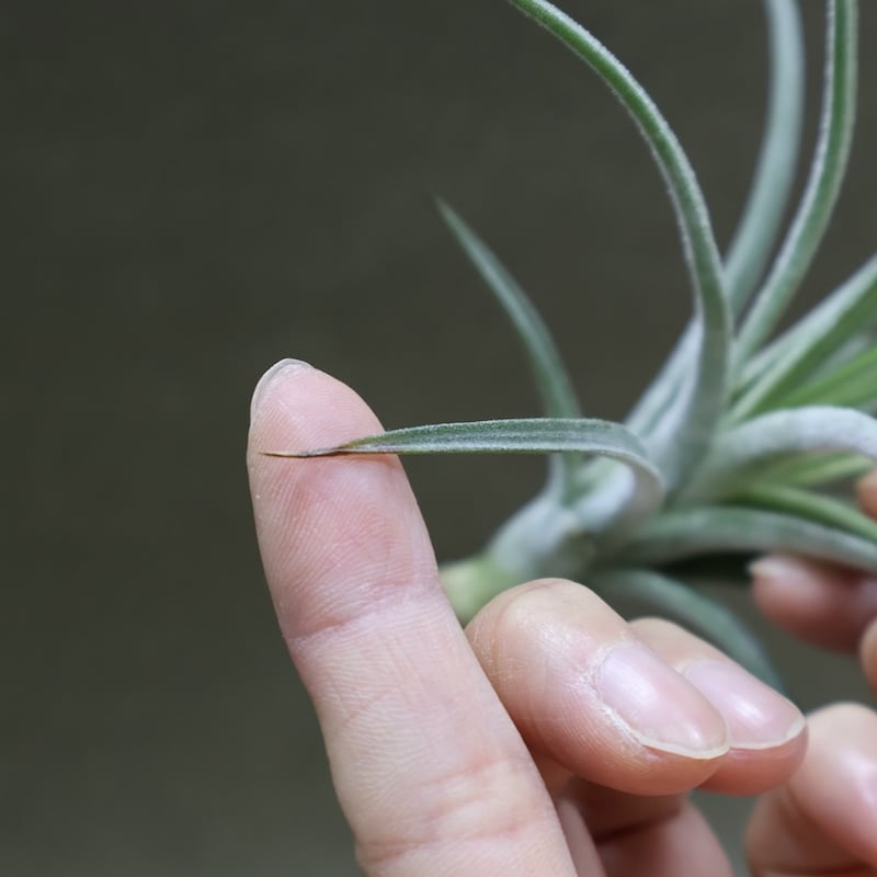 シーディアナ × イオナンタストリクタ 08号 | air-plants TENGU-DO