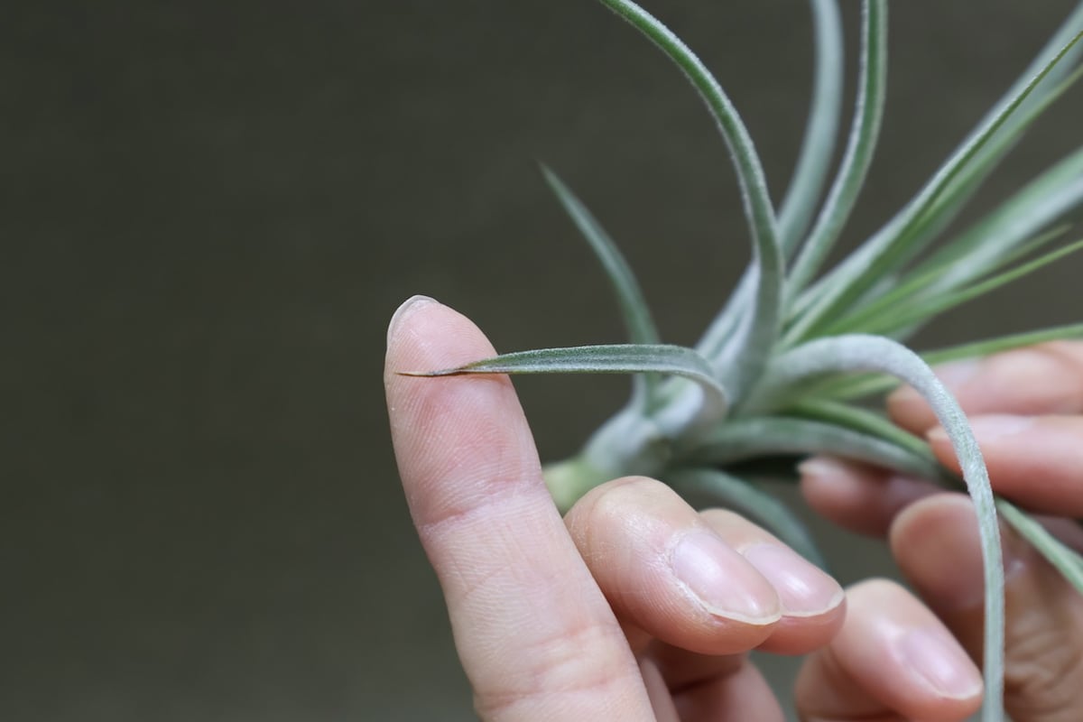 シーディアナ × イオナンタストリクタ 08号 | air-plants TENGU-DO