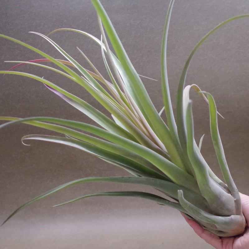 カピタータ×ストレプトフィラ Lサイズ 12号 | air-plants TENGU-DO