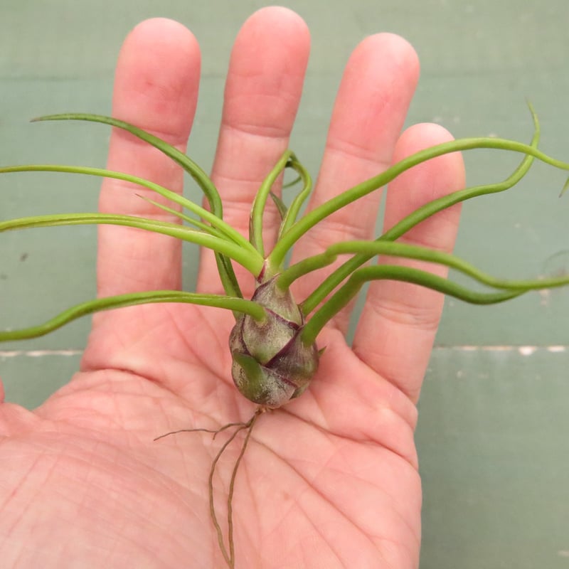 壺型普及種5点セット【スタッフ特選】 | air-plants TENGU-DO