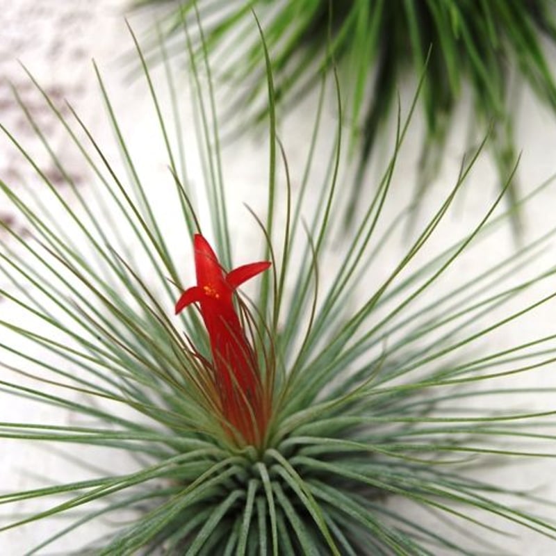 アンドレアナ | air-plants TENGU-DO