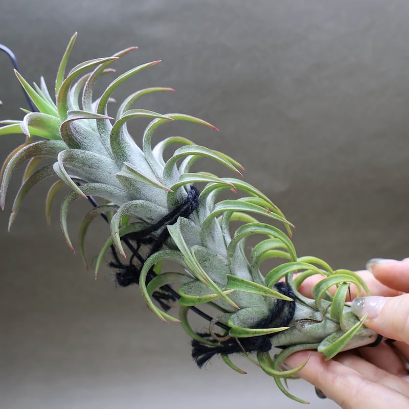 イオナンタ バンハイニンギー 56号 | air-plants TENGU-DO