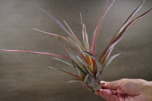 チランジア トロピカルファイヤー(ファシクラータ×ファイヤーオレンジ) チランジア トロピカルファイヤー(ファシクラータ×ファイヤー