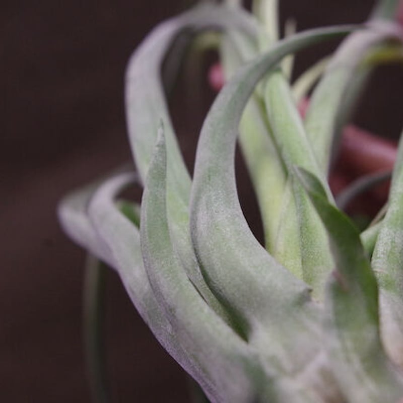 オリエンタルマジック （マリドフィタス×ストレプトフィラ）05号 | air