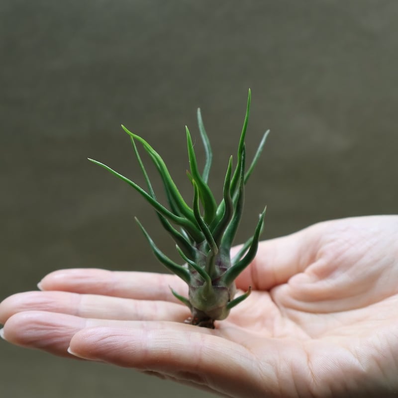 ブルボーサ タイニーダンサー | air-plants TENGU-DO ブルボーサ タイニーダンサー | air-plants TENGU-DO