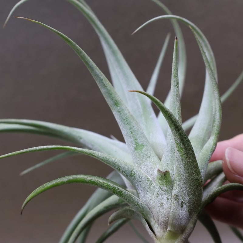 キセログラフィカ × イオナンタバンハイニンギー 03号 | air-plants