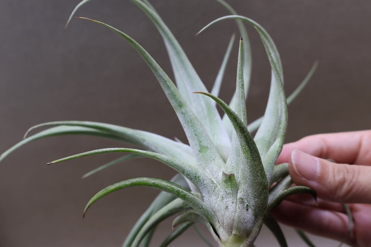 キセログラフィカ x イオナンタ　チランジア xerographica x ionantha キレイに決まってる！ 間違え無い交配