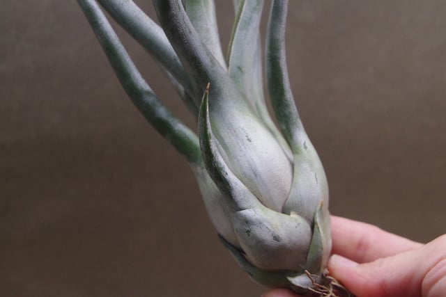 ゴルゴン 02号 | air-plants TENGU-DO