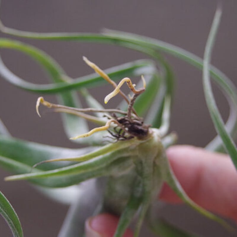 ベアコレアーレ × インターメディア 02号 | air-plants TENGU-DO