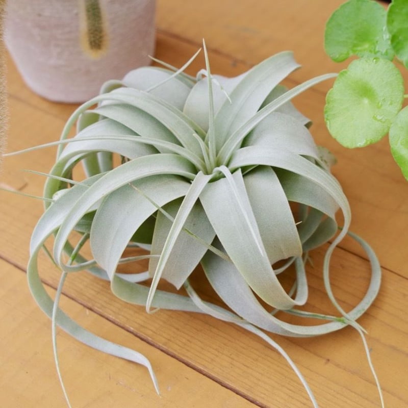 キセログラフィカ ミニサイズ | air-plants TENGU-DO