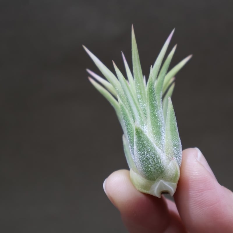 イオナンタ アルボマージナータ Sサイズ 45号 | air-plants TENGU-DO