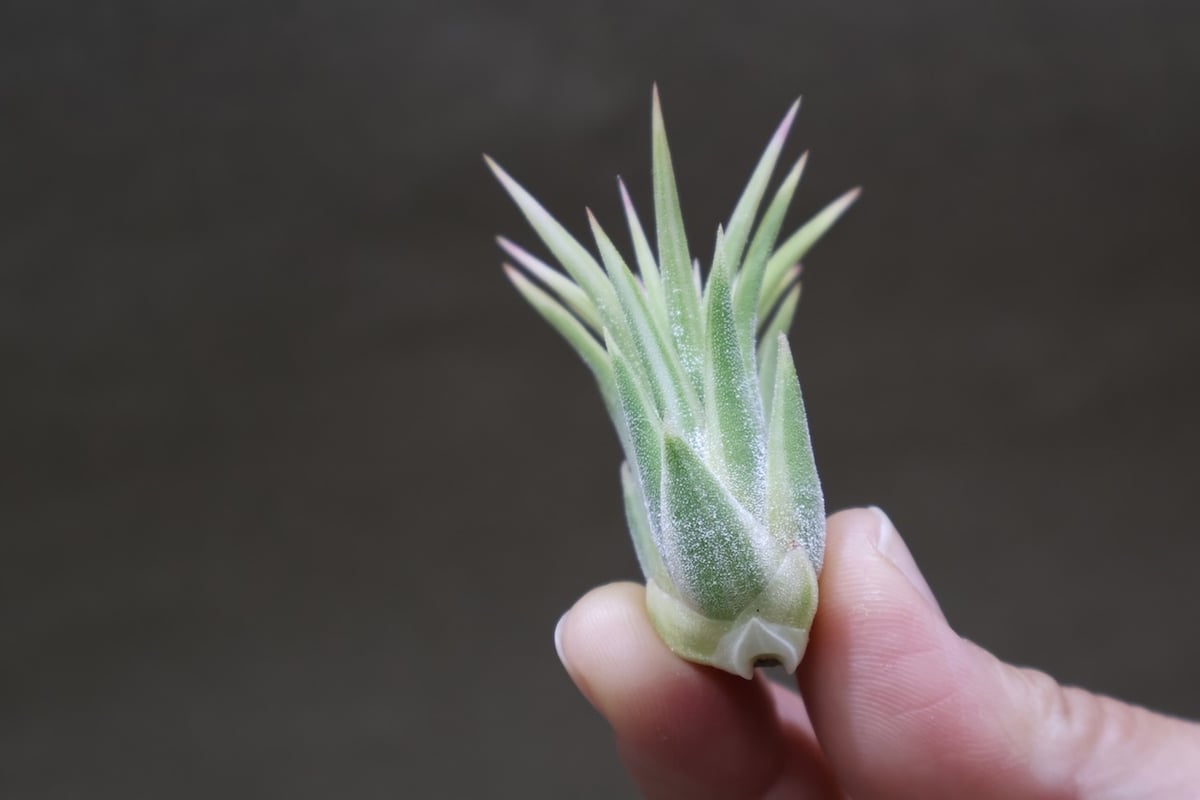 イオナンタ アルボマージナータ Sサイズ 45号 | air-plants TENGU-DO