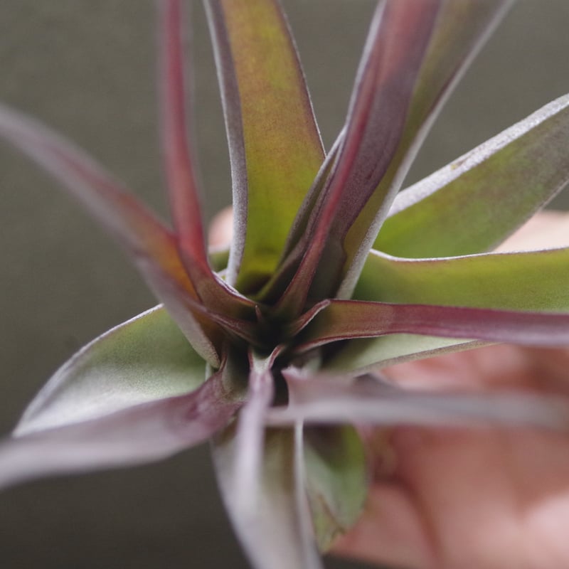 カピタータ×ストレプトフィラ Sサイズ 20号 | air-plants TENGU-DO