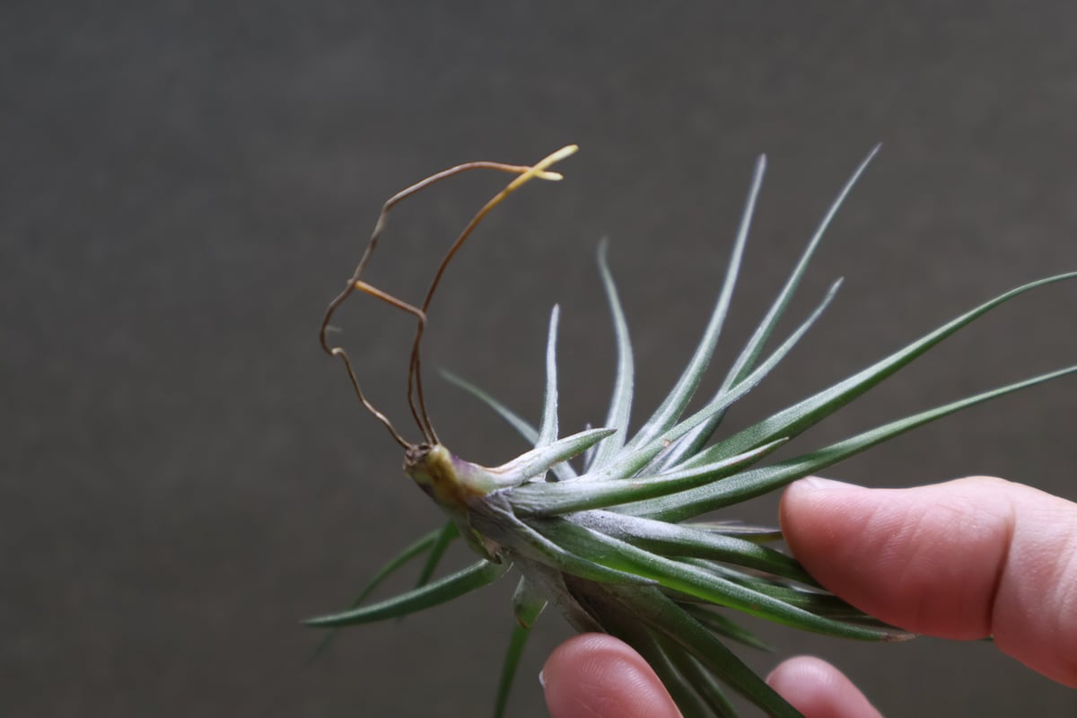 モンタナ パープルフォーム 03号 | air-plants TENGU-DO