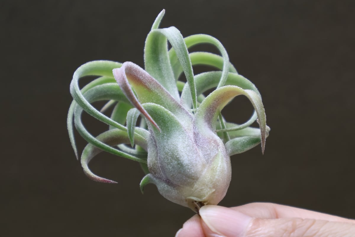 イオナンタ カーリーリーフ × ストレプトフィラ 03号 | air-plants