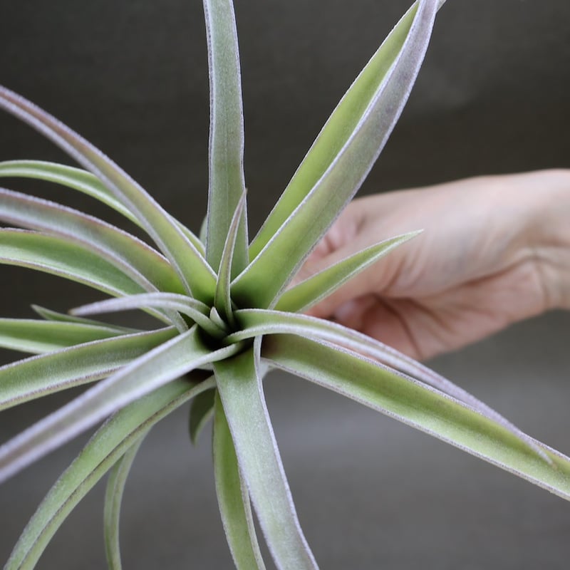 Tillandsia Ice Sordet 速達発送 Tillandsia Ionantha Snow Man 速達発送 - メルカリ