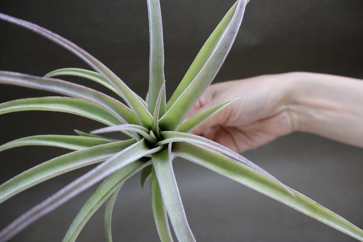 ストレプトフィラ メキシコ × リオホンドエンシス 07号 | air-plants