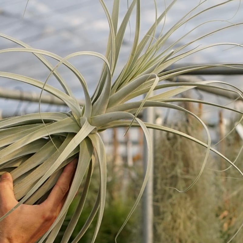 超希少❗️超特大❗️チランジア　ストラミネア✨ チランジア・ストラミネア・トールホワイト Tillandsia straminea