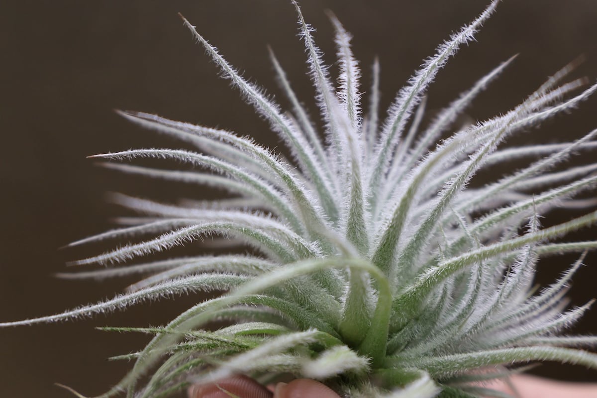 テクトラム 子株付き 01号 | air-plants TENGU-DO