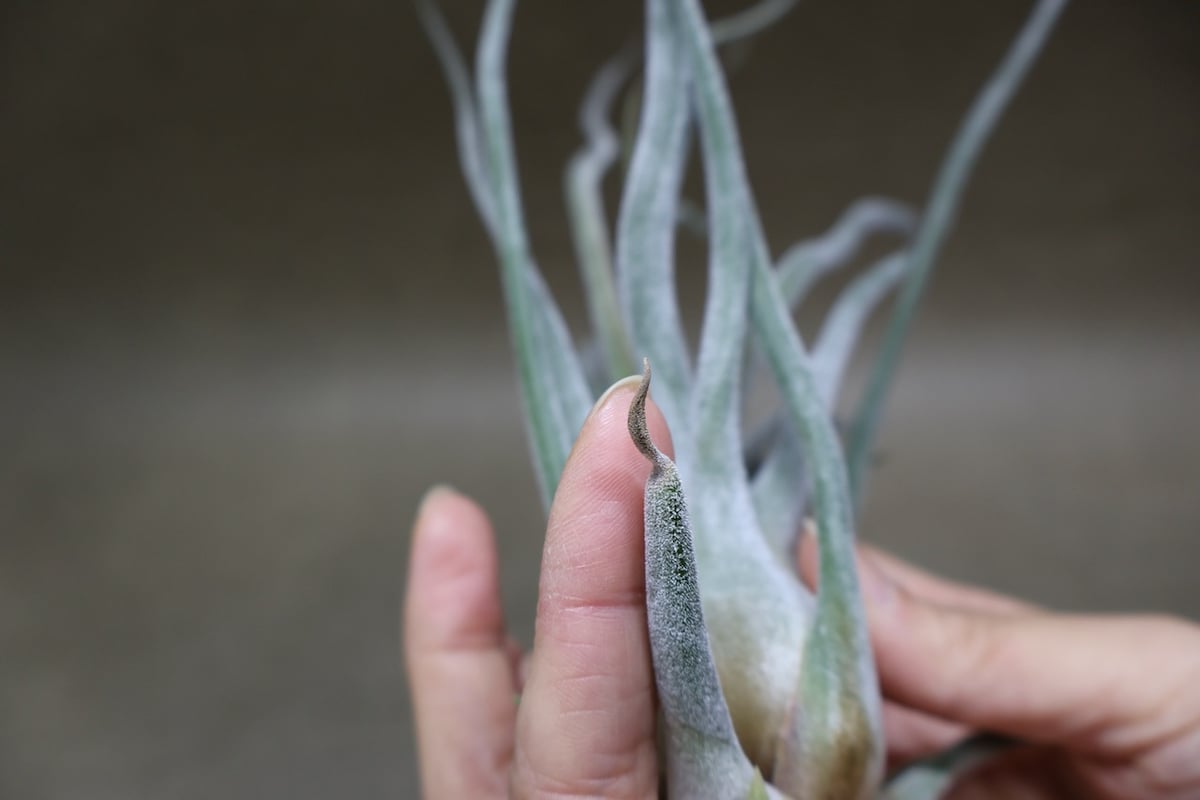 ティー／タイ （エーレルシアナ×ブルボーサ） 33号 | air-plants TENGU-DO