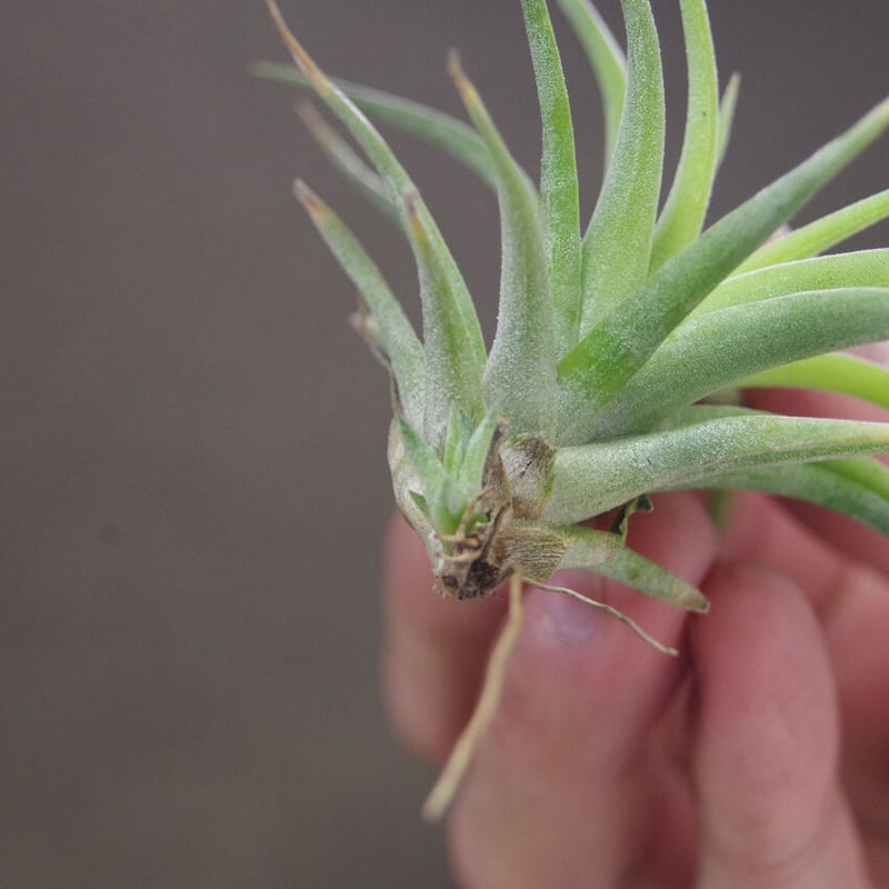 マジェスティック × イオナンタバンハイニンギー 03号 | air-plants 