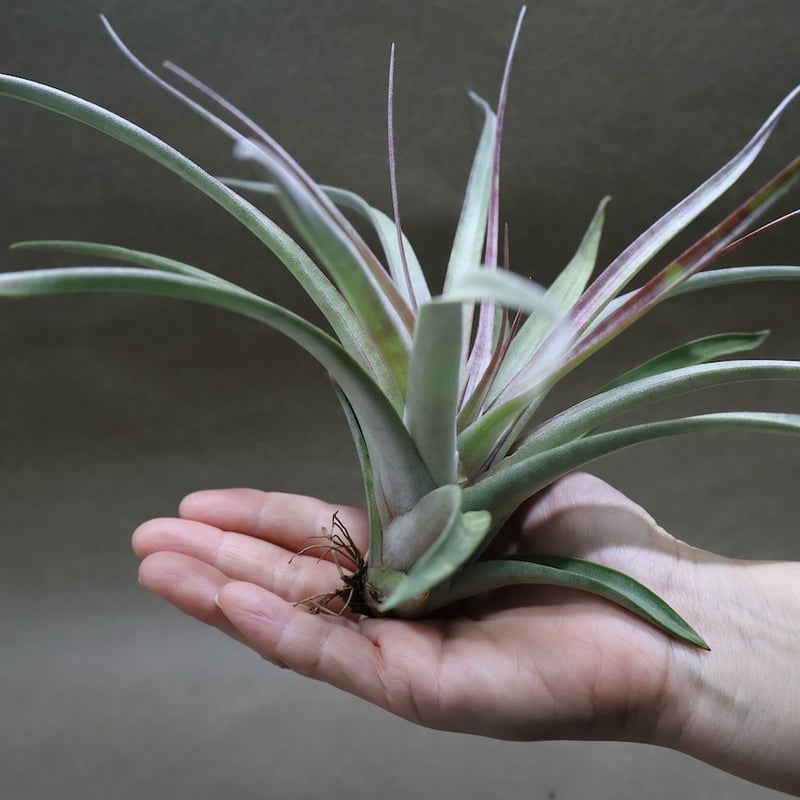 アズテックファイヤー （シャッツリー × クズマエ ) 07号 | air-plants