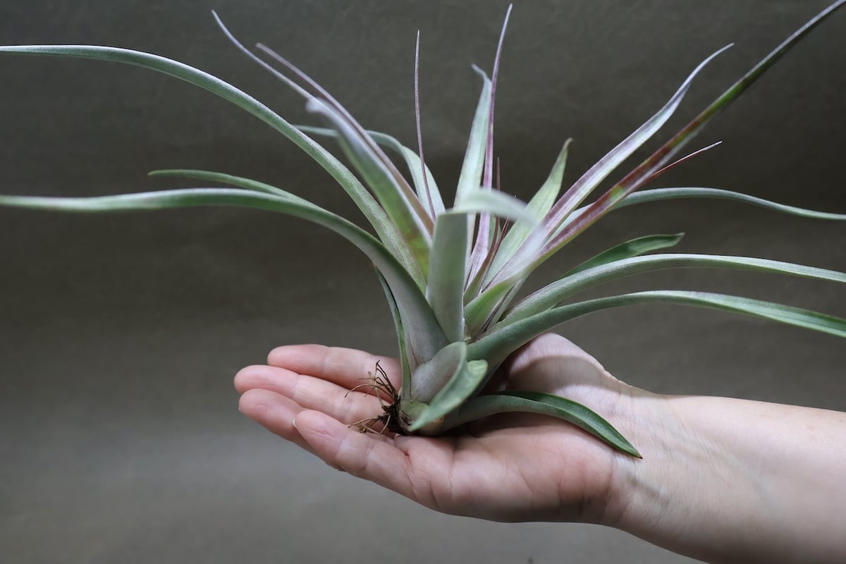 アズテックファイヤー （シャッツリー × クズマエ ) 07号 | air-plants