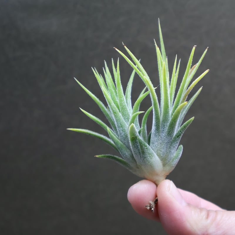 イオナンタ アルビノ 23号 | air-plants TENGU-DO
