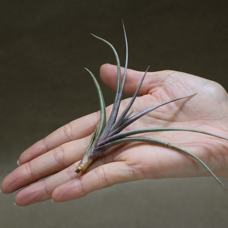 CATEGORY 交配種 | air-plants TENGU-DO
