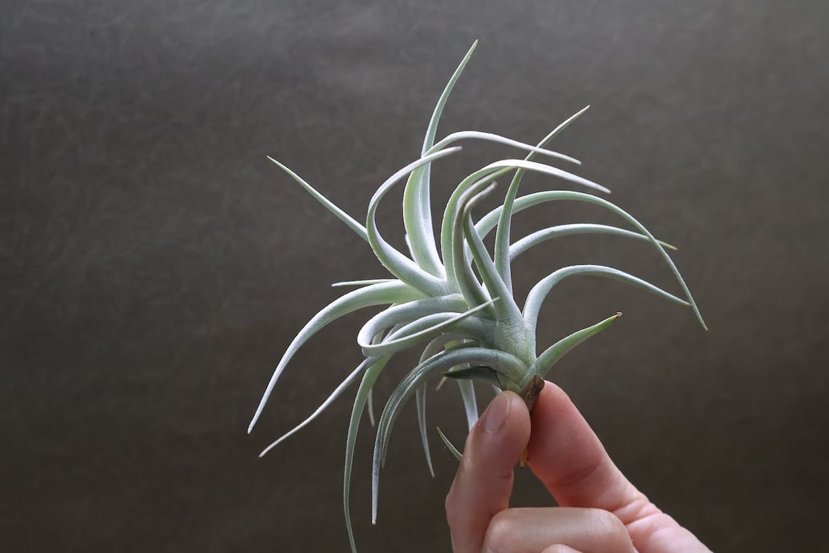 ストリクタ エンジェルホワイト 05号 | air-plants TENGU-DO