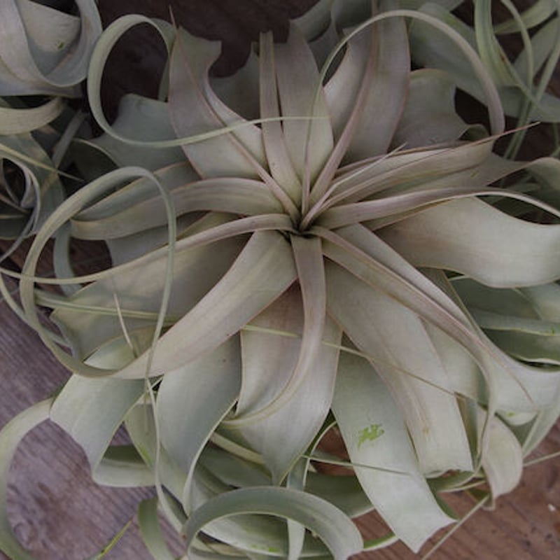 キセログラフィカ Lサイズ | air-plants TENGU-DO