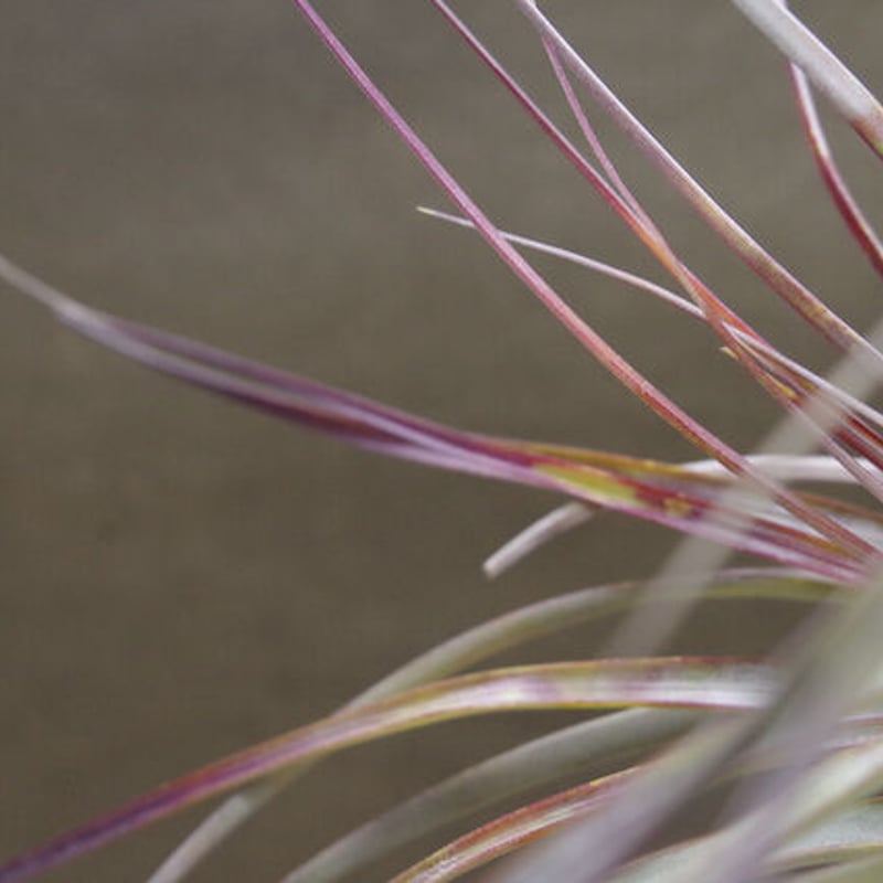 チランジア ファシクラータ v.デンシスピカ x サブテレス