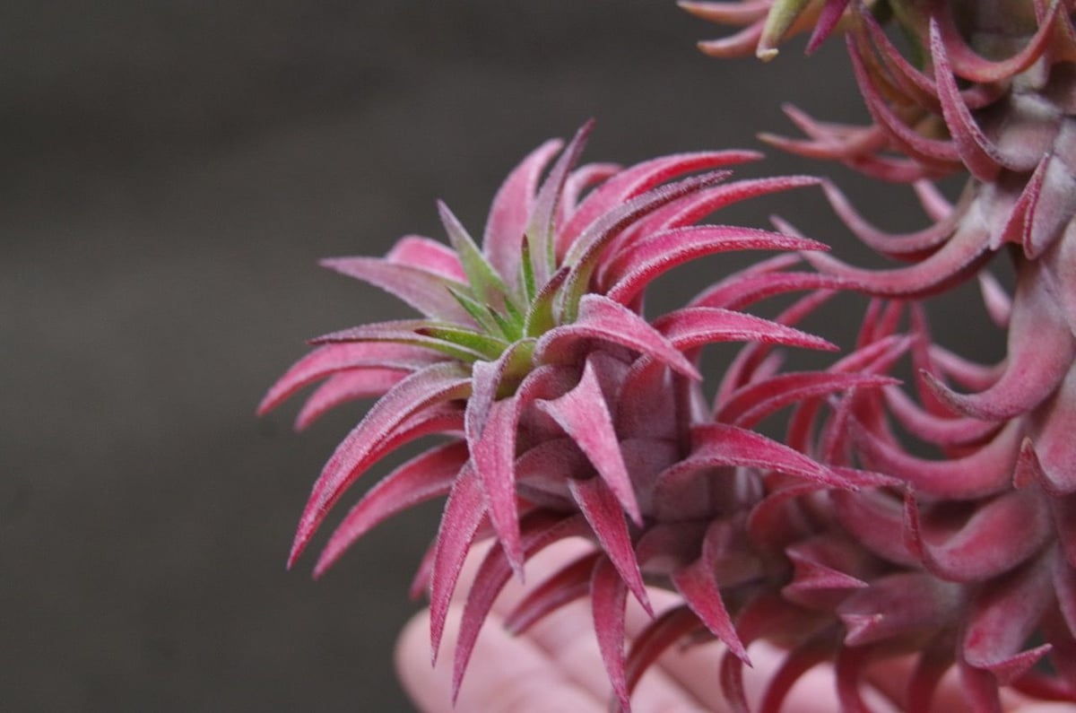 イオナンタ バンハイニンギー 29号 | air-plants TENGU-DO