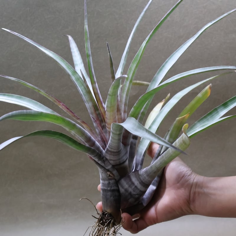 Tillandsia uruguayensis ex. EJG 分け株 欧州産 Tillandsia uruguayensis ex. EJG 分け株 欧州産 Tillandsia