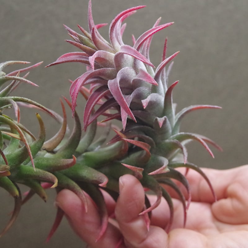 イオナンタ バンハイニンギー クランプ 08号 | air-plants TENGU-DO