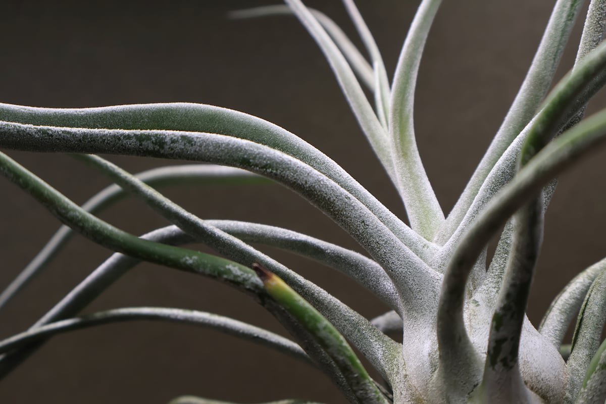 ティー／タイ （エーレルシアナ×ブルボーサ） 20号 | air-plants TENGU-DO