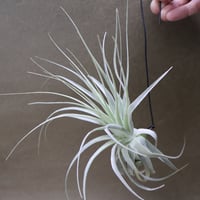 カピタータ・シルバーローズ 2XL 50号 | air-plants TENGU-DO