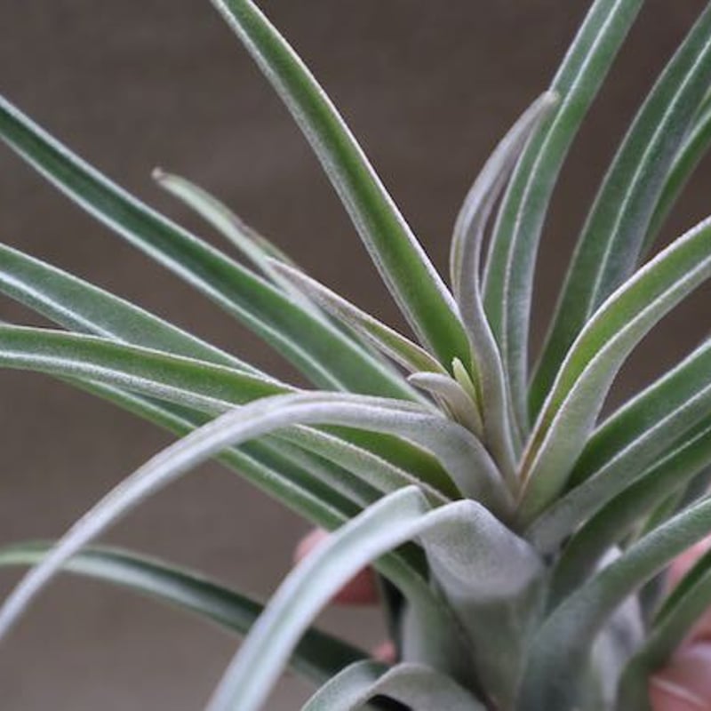 ストレプトフィラ x セレリアナ 02号 | air-plants TENGU-DO