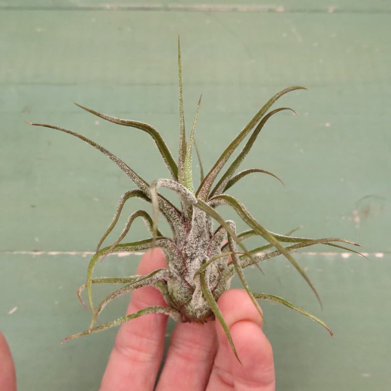 壺型普及種5点セット【スタッフ特選】 | air-plants TENGU-DO