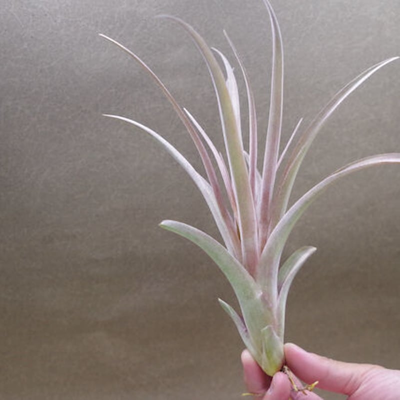 カピタータ オレンジ× ストレプトフィラ Sサイズ12号 | air-plants